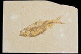 Detailed Fossil Fish (Knightia) - Wyoming #176405-1